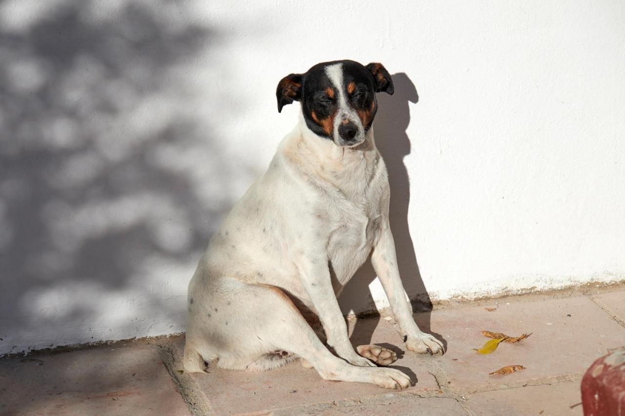 El Molino Estepona Buitenkant foto